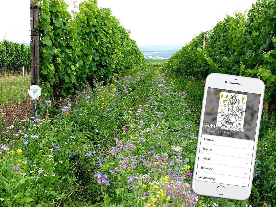 Eine App für die Kräutersuche
