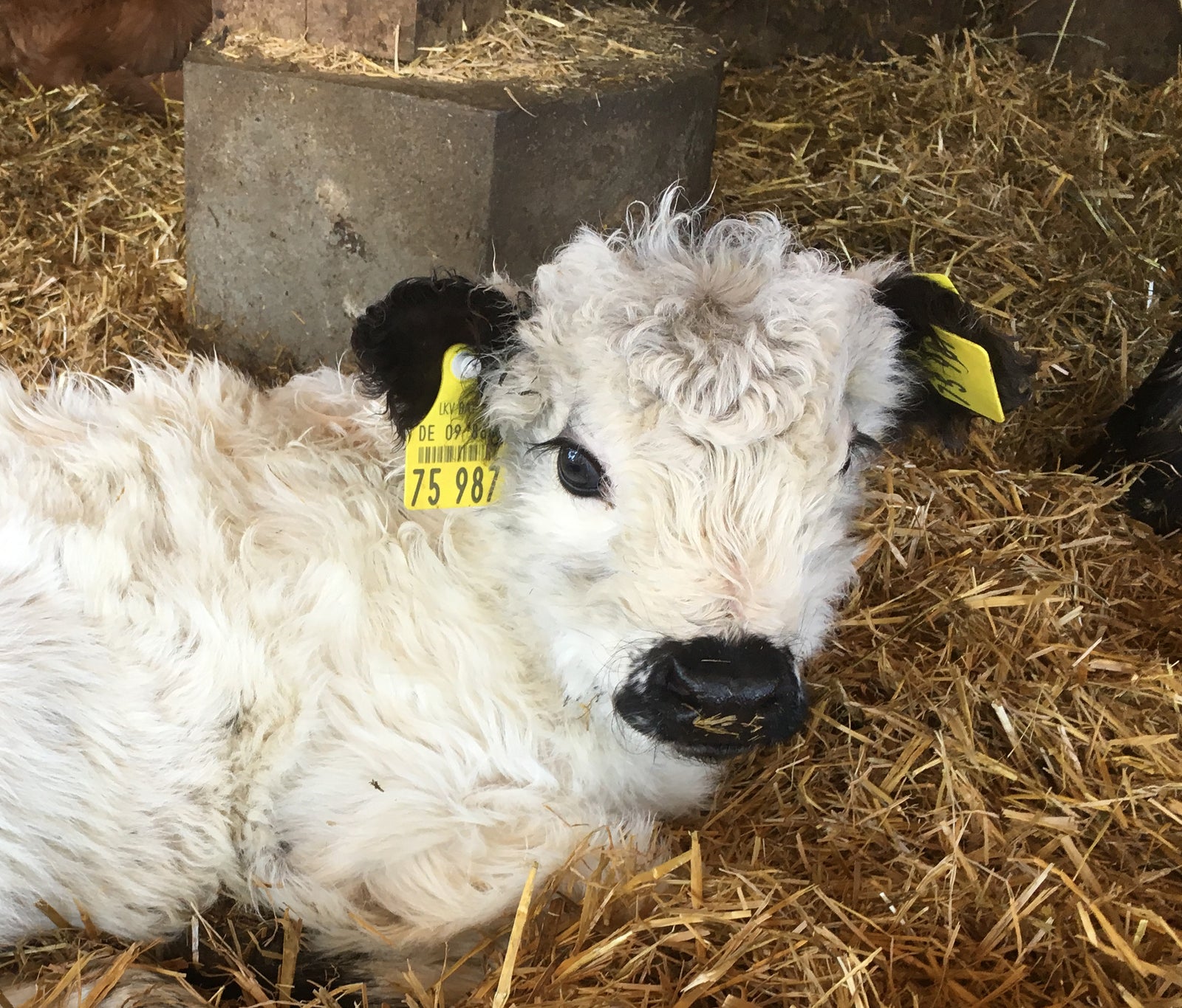 Tierbabys im Landvergnügen