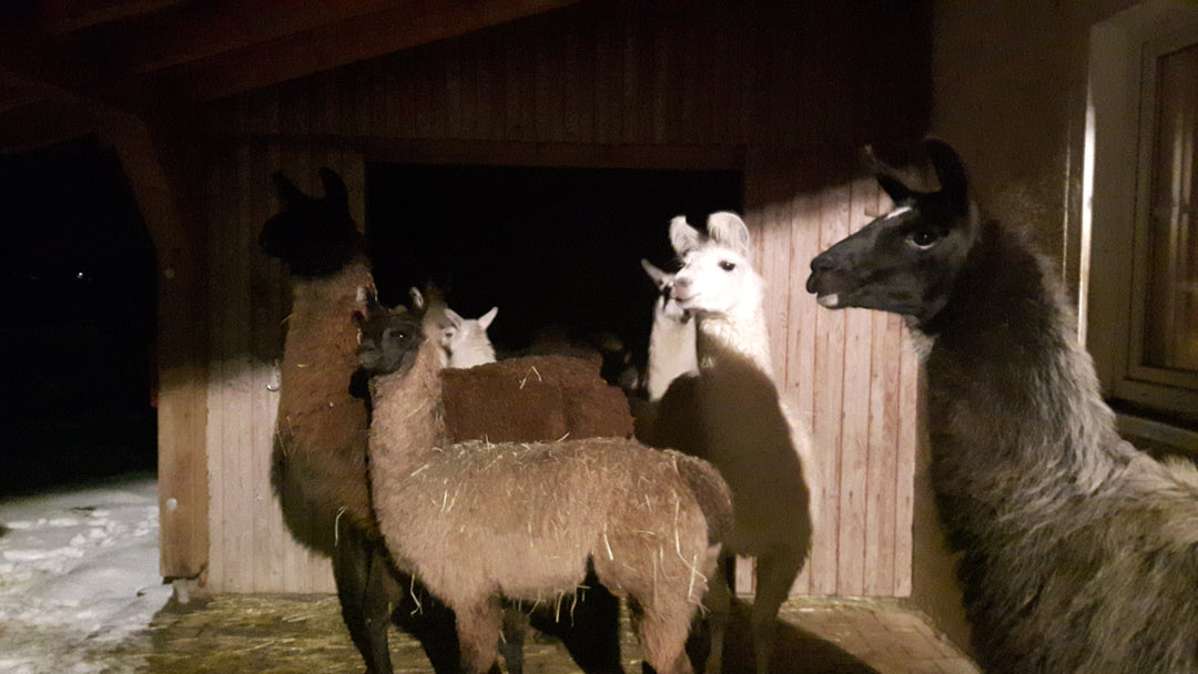 Winterwanderungen in tierischer Begleitung