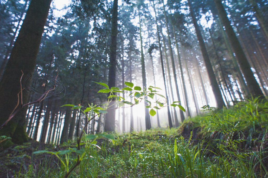 Waldwisssen für den Frühlingsspaziergang
