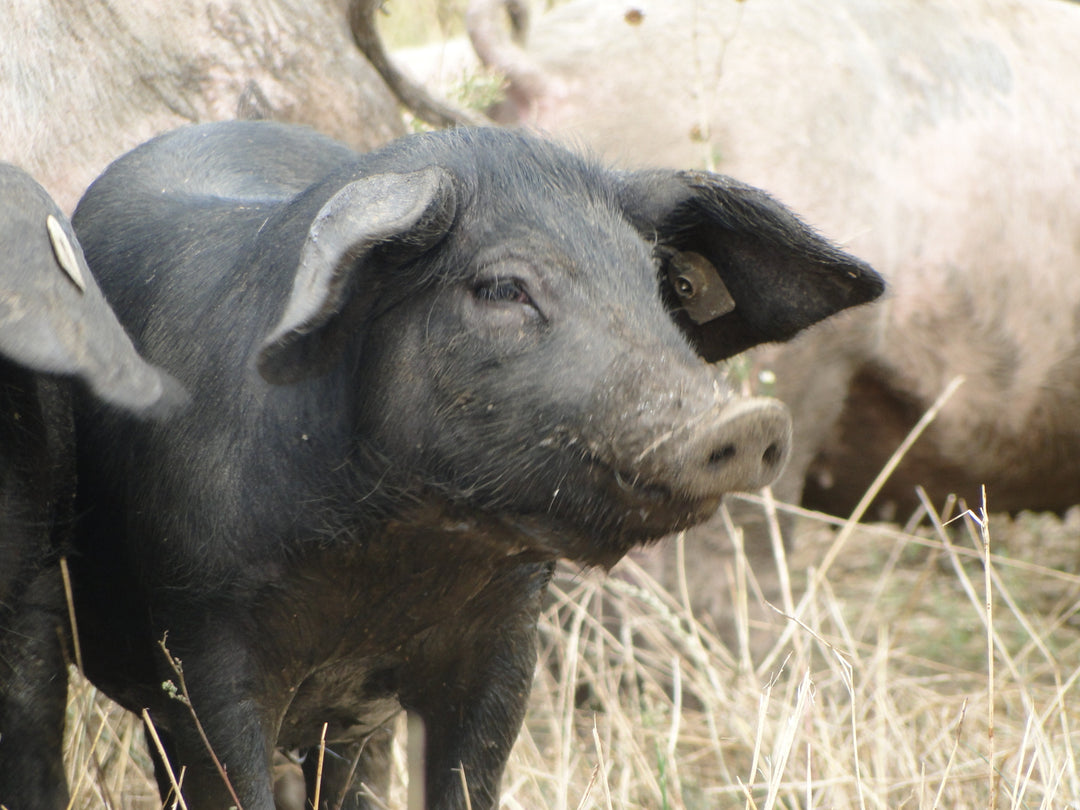 Winterliche Backschwein-Tenne