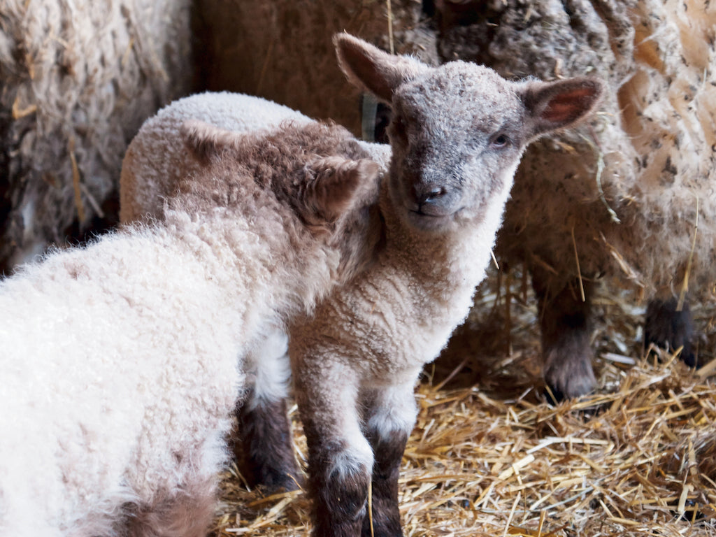 Süße Tierbabys gesucht!