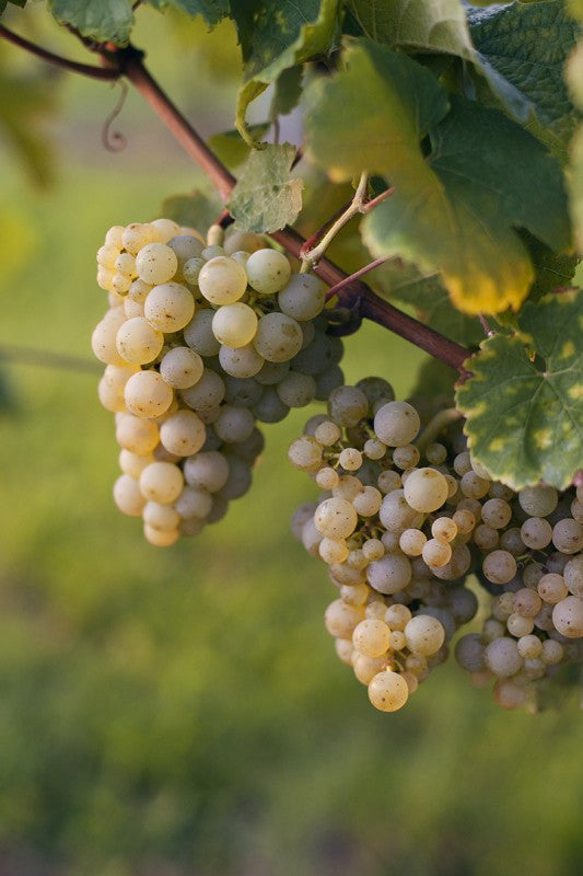 Weinprobe bei Vollmond