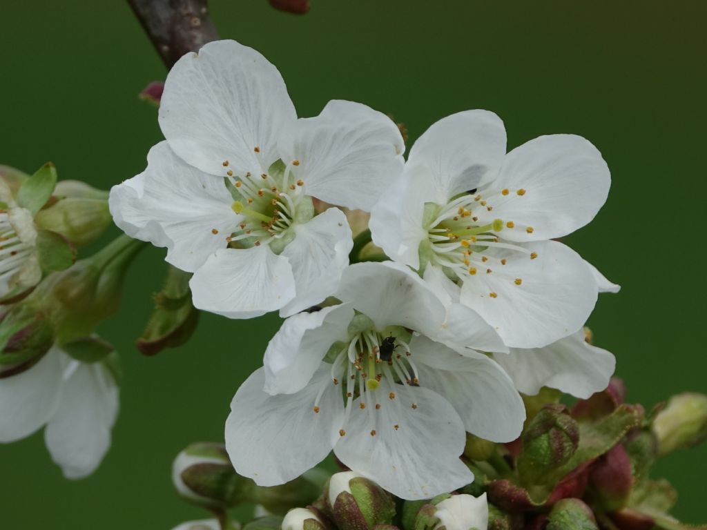Wandern unter Kirschblüten