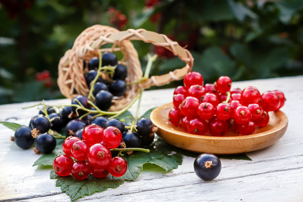 Beerenzeit: So schmeckt der Sommer