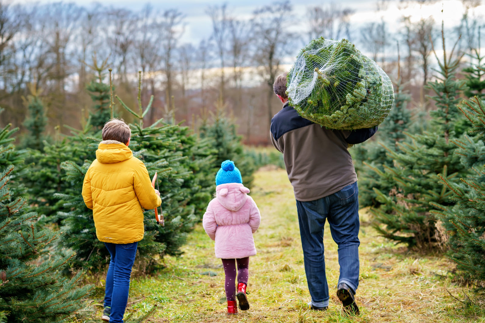 Oh Tannenbaum!