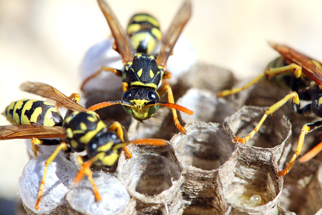 Insekten natürlich abwehren