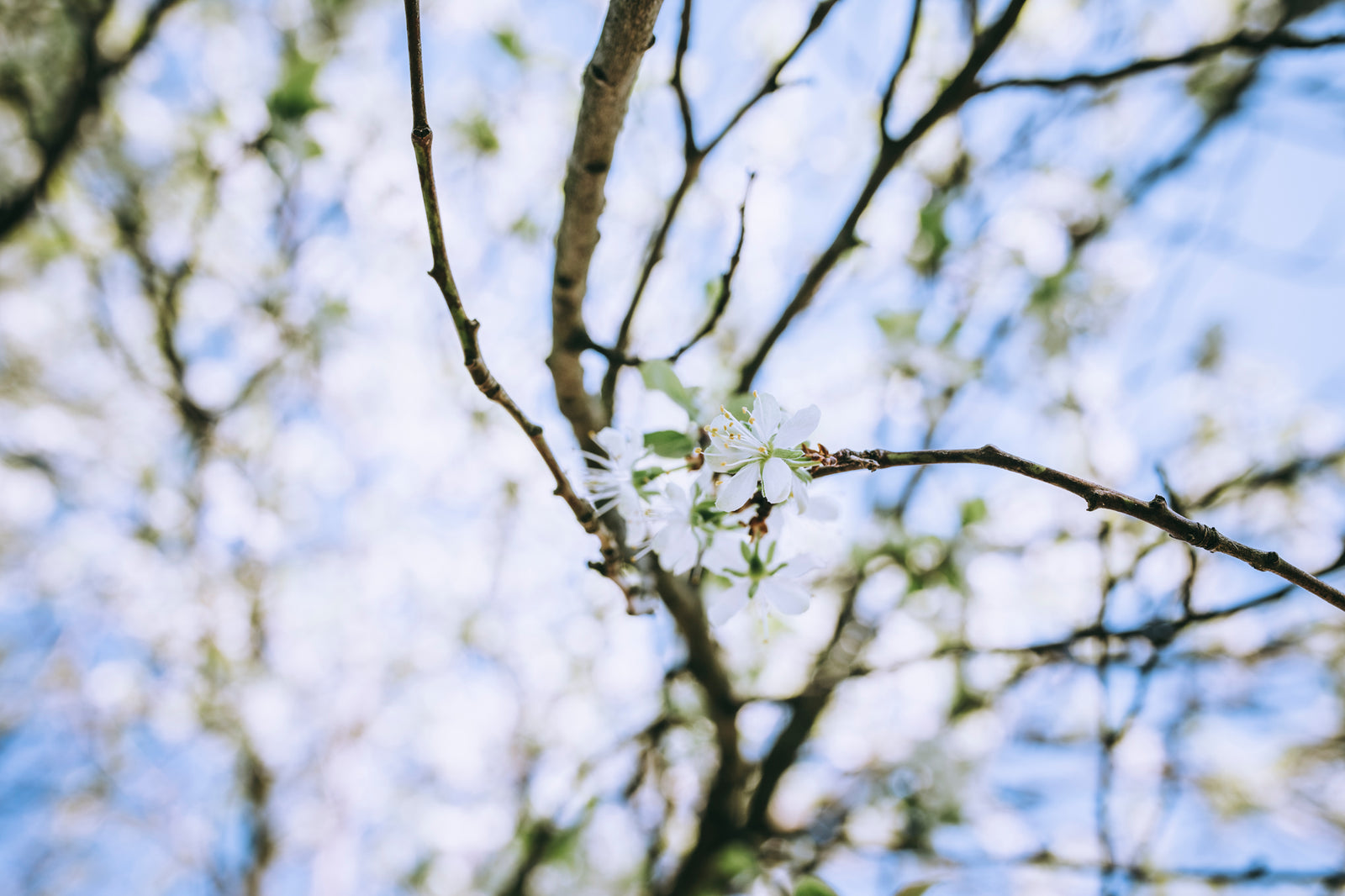 In voller Blüte