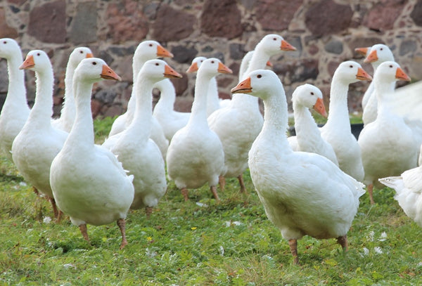 Jetzt Gänse für die Festtage bestellen