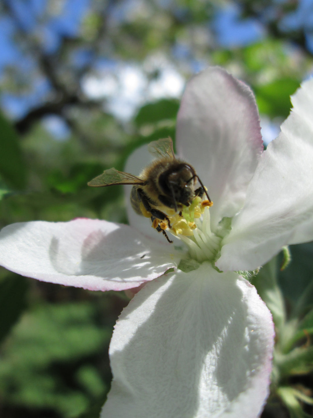 Fleißige Bienchen