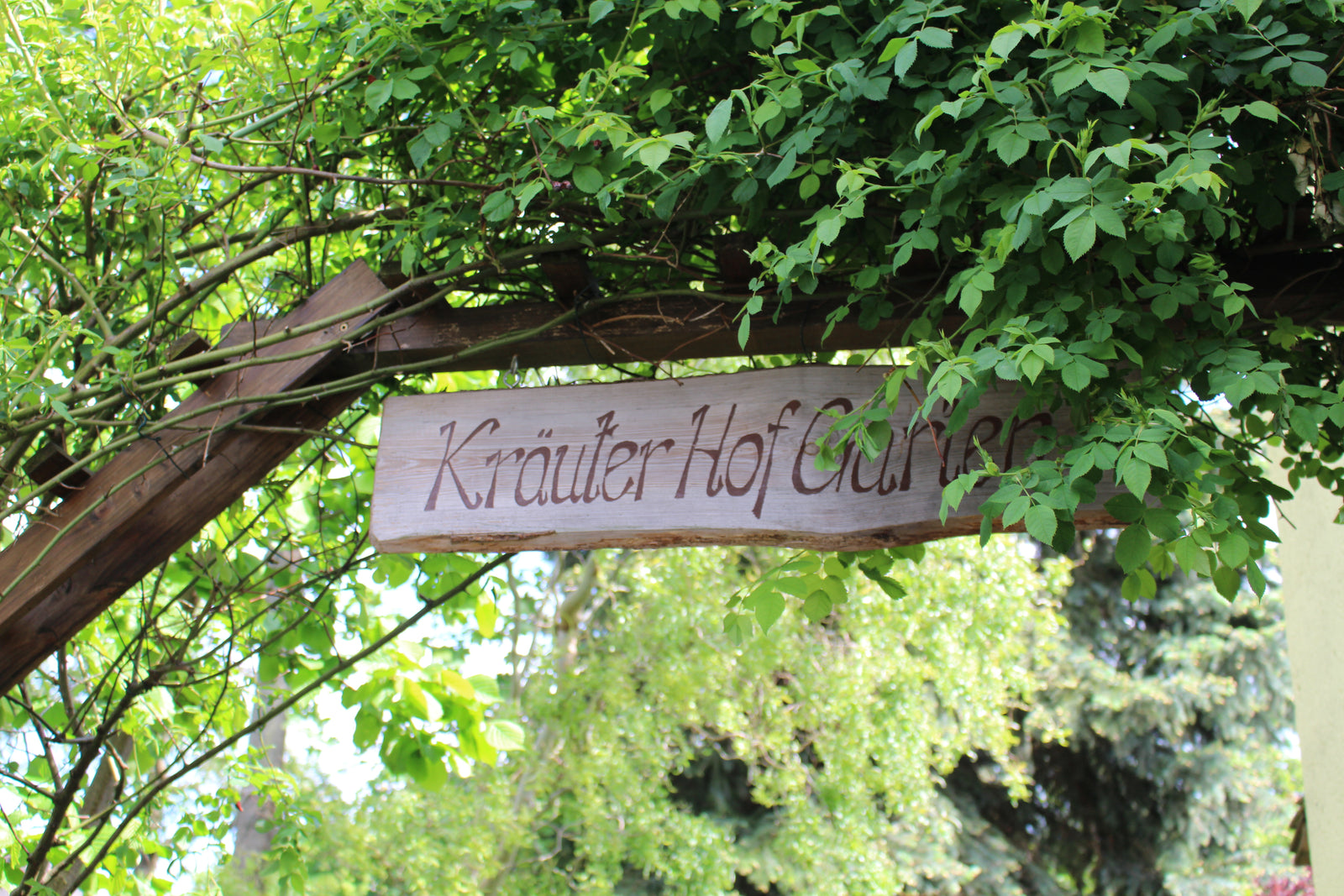 Wildkräuter im Landvergnügen