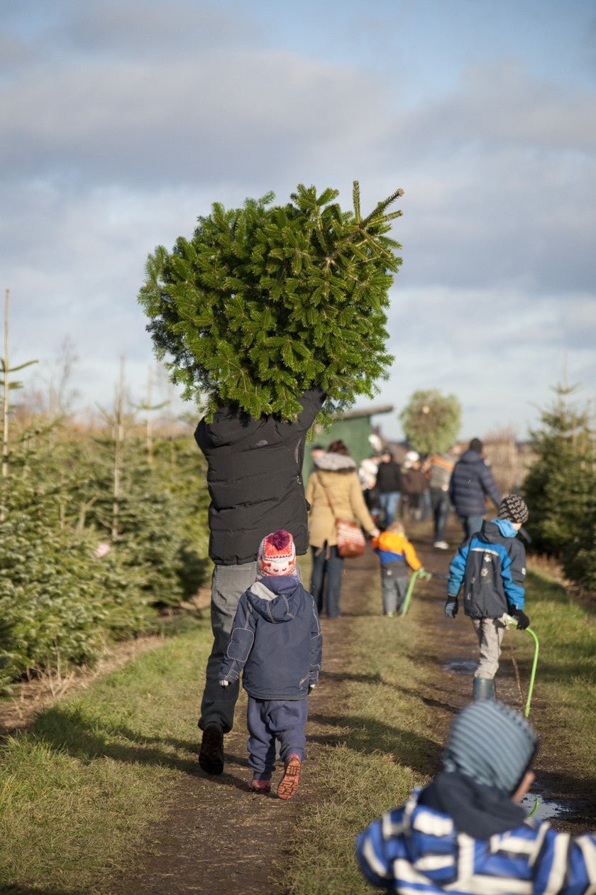Schlag den Weihnachtsbaum
