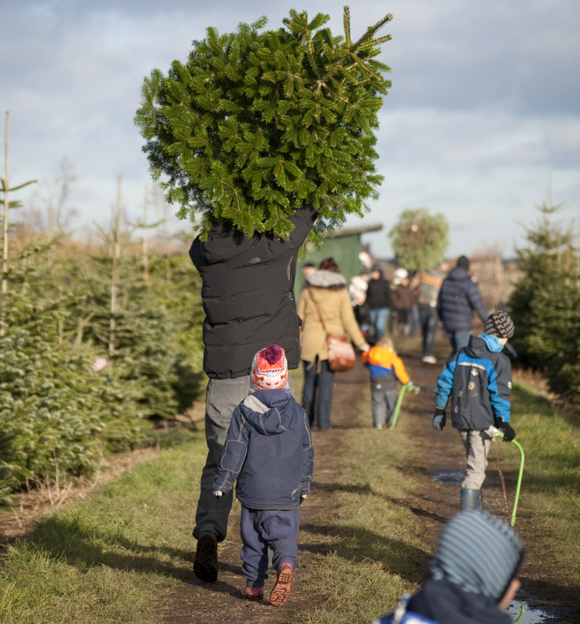 Oh Tannenbaum: Weihnachtsbäume direkt vom Erzeuger