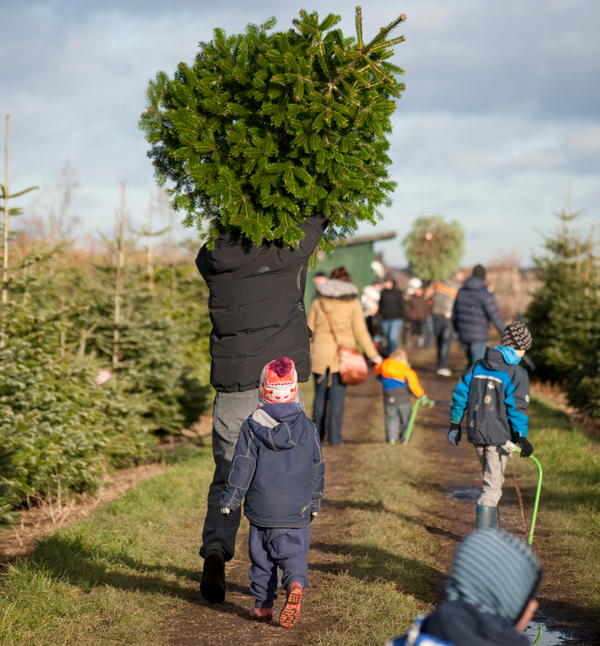 Oh Tannenbaum: Weihnachtsbäume direkt vom Erzeuger