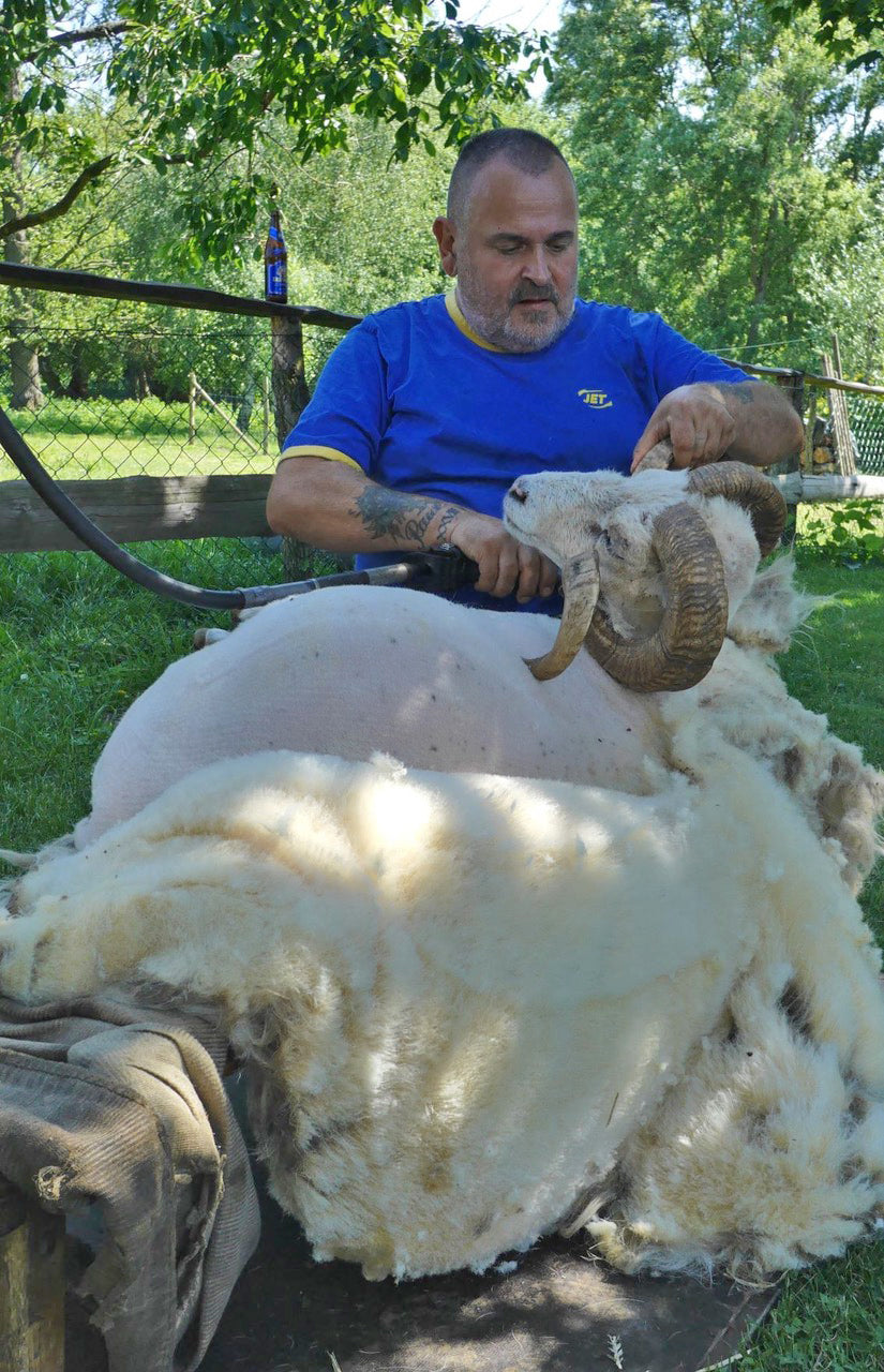 Schafschur auf dem Erlenhof