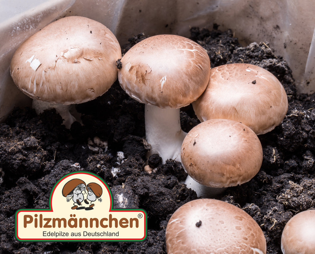 Gewinnen Sie ein Selbstzuchtset für Champignons!