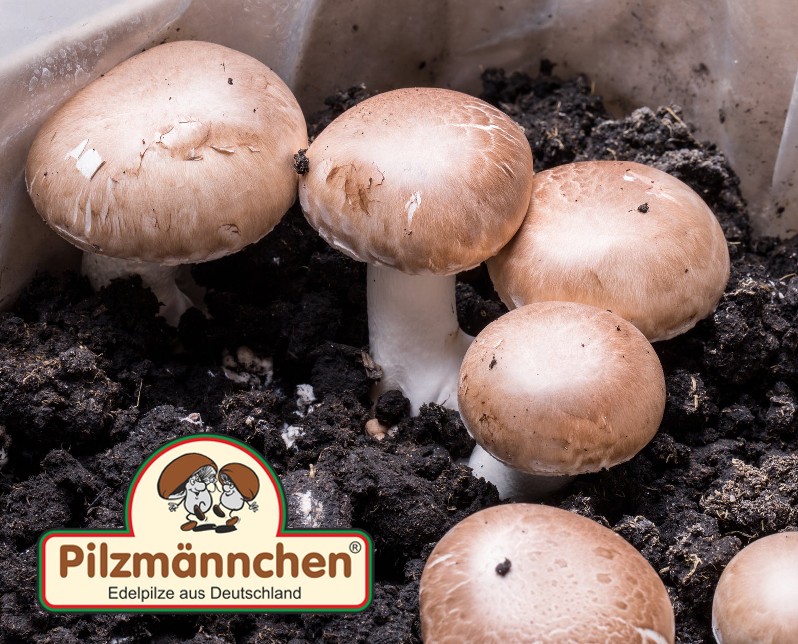 Gewinnen Sie ein Selbstzuchtset für Champignons!