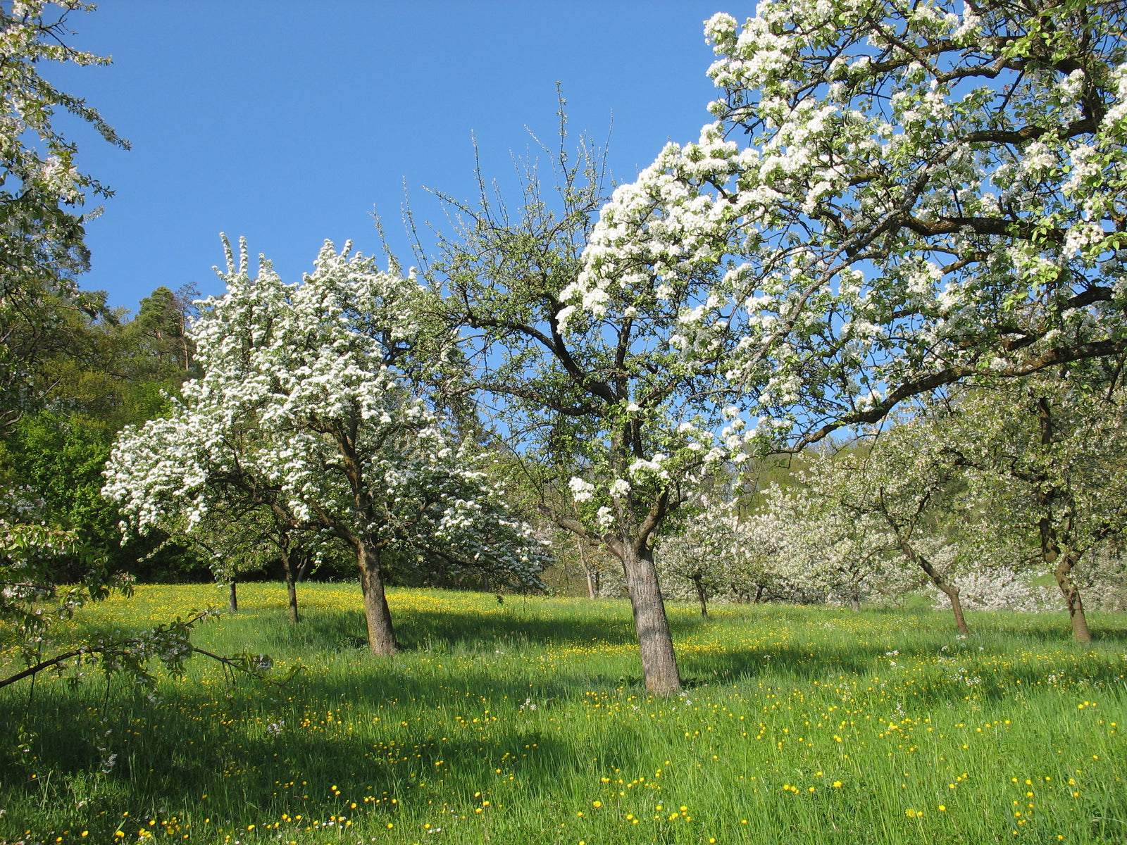 Tag der Streuobstwiese