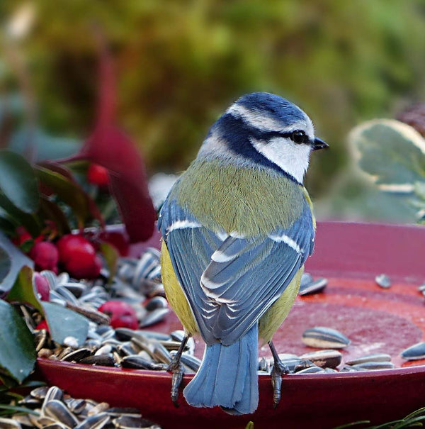 Vögel füttern – aber richtig!