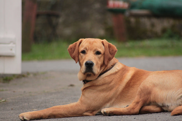 Unterwegs mit Hund