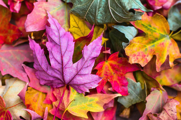 5 Tipps zum Trocknen von Herbstblättern