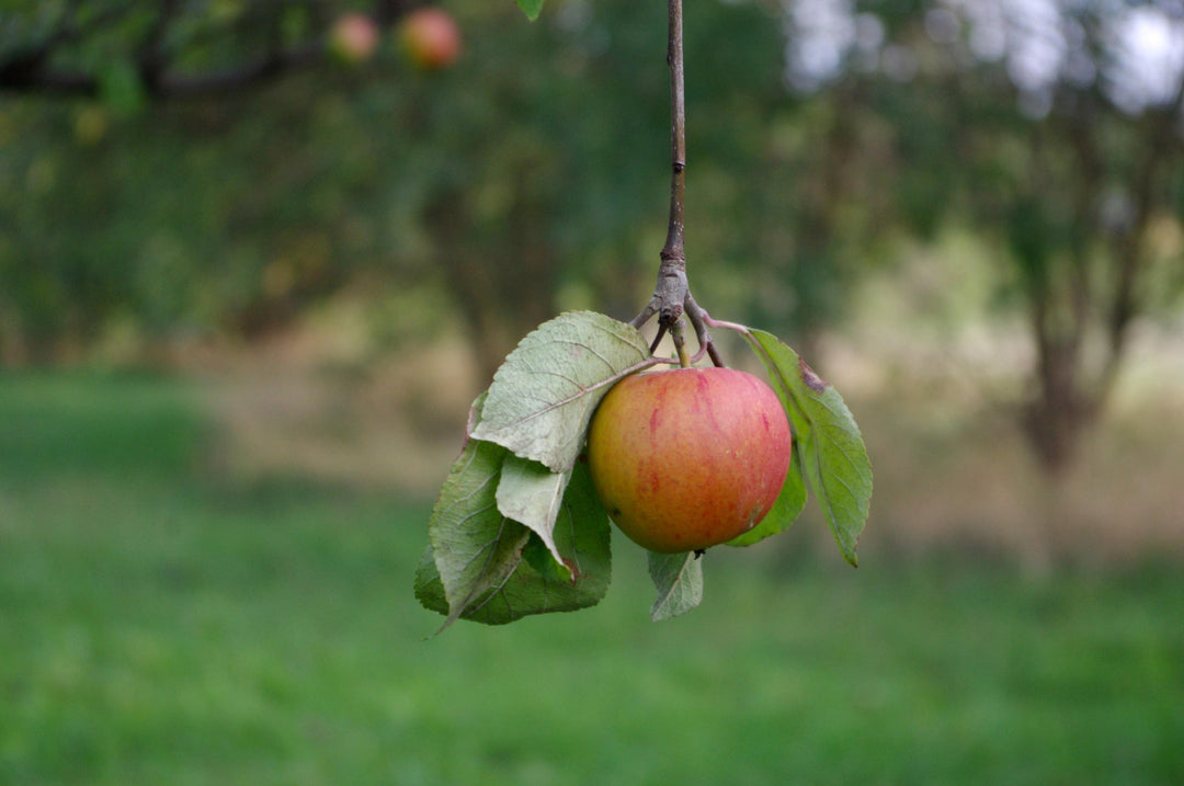 Obst für alle
