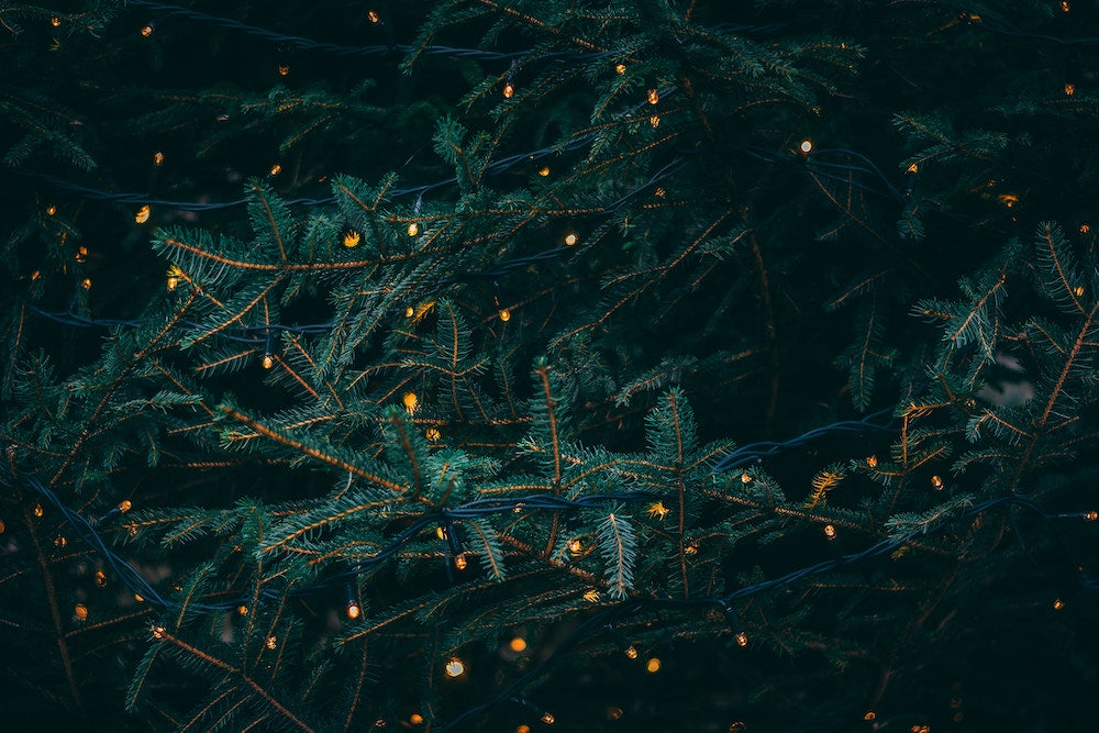 Weihnachtsbäume direkt vom Hof