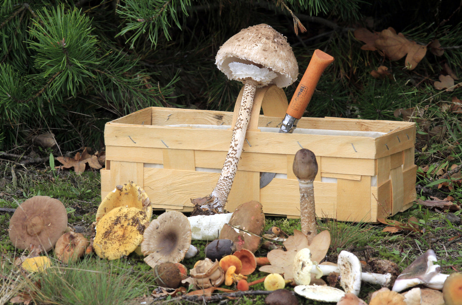 Pilze (Foto: Jan Ganschow)