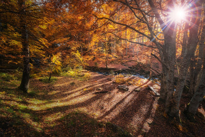 Herbstliche Naturerlebnisse