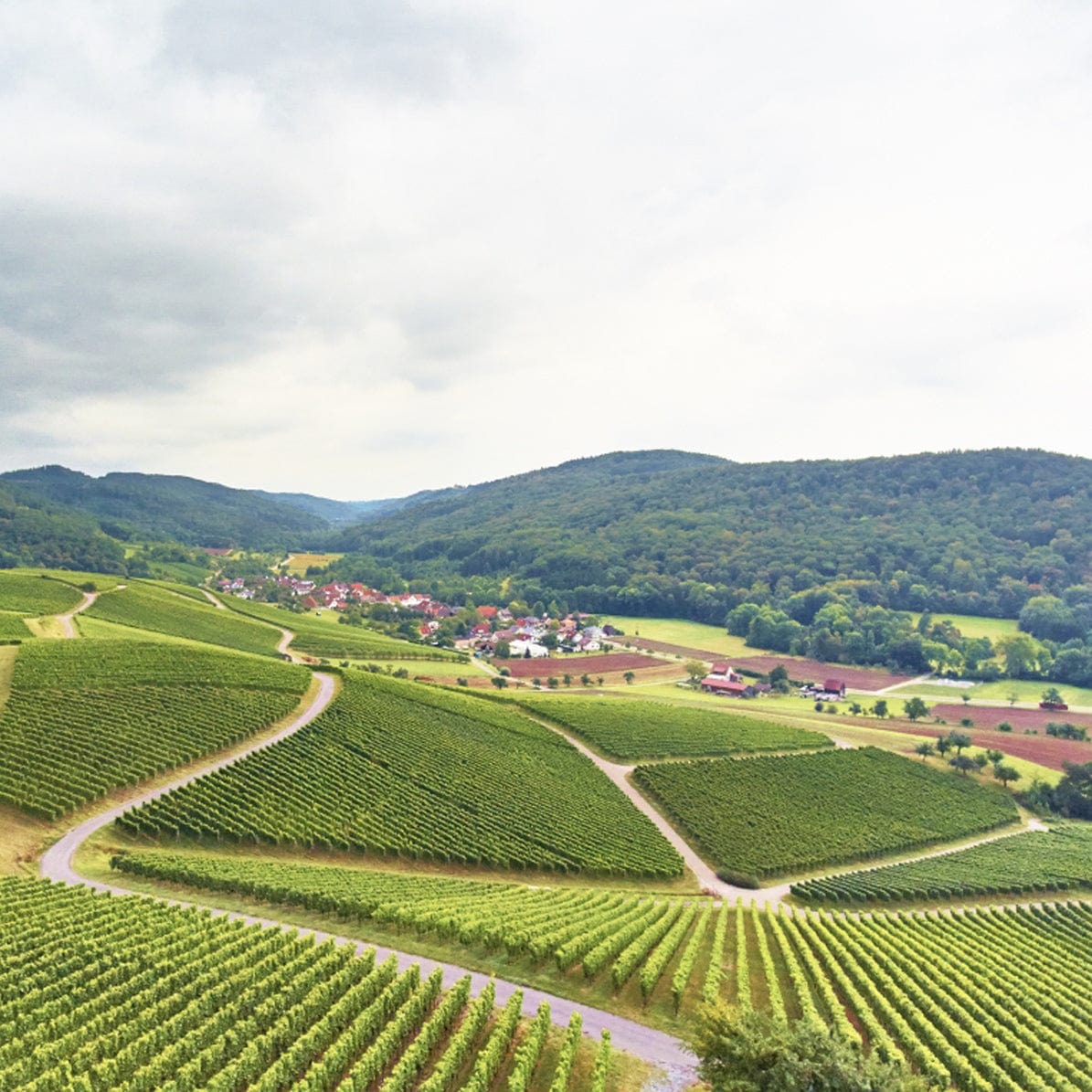 Schneckenhof - Weingut Müller Lemberger