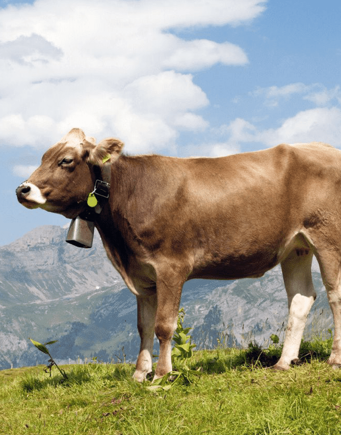 Swiss Terroir 2023