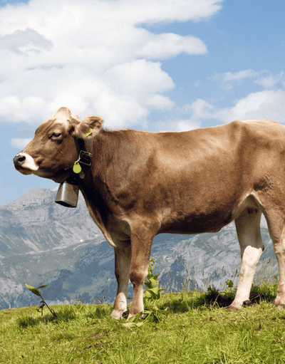 Swiss Terroir 2023