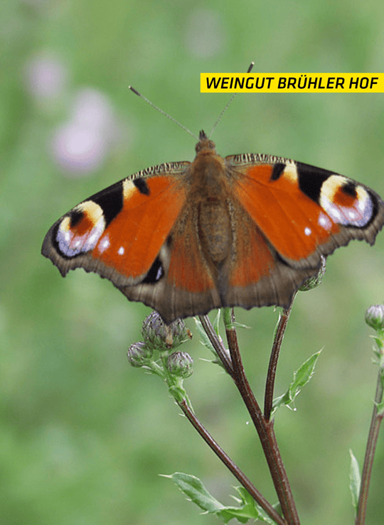 Weingut Brühler Hof Balsamicoessig, dunkel