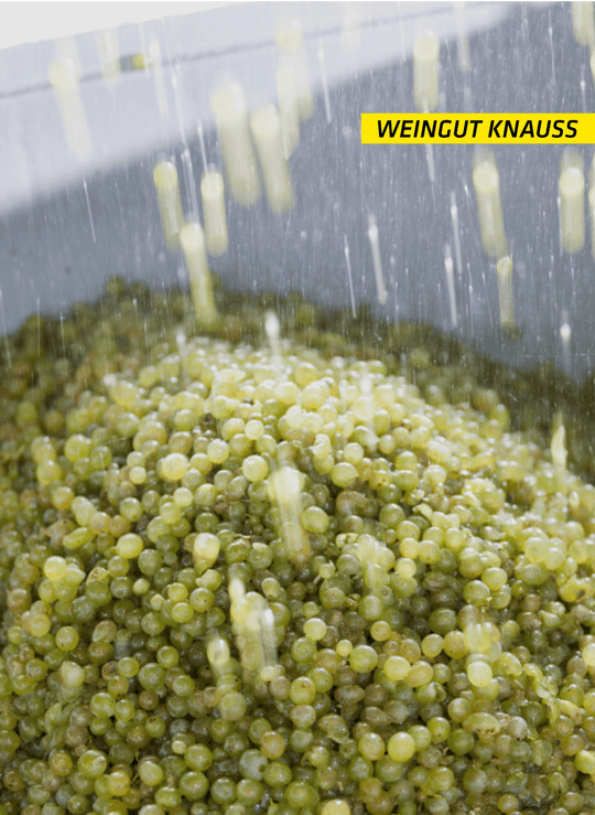 Weingut Knauß Spätburgunder