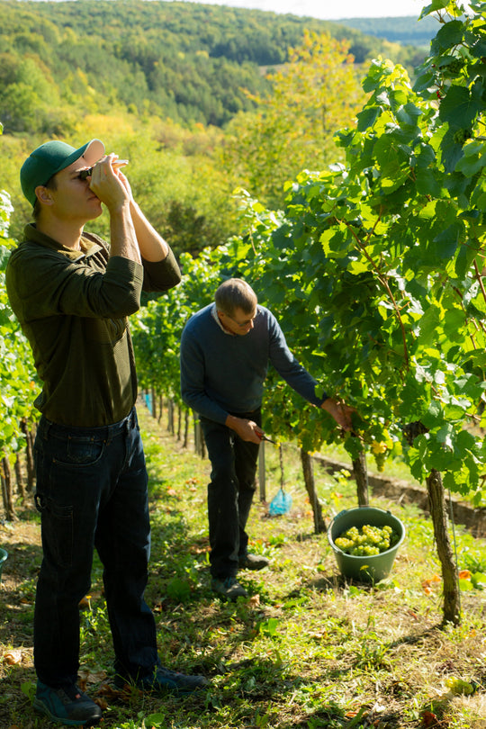 Winzerfamilie Jonas Grauer Burgunder